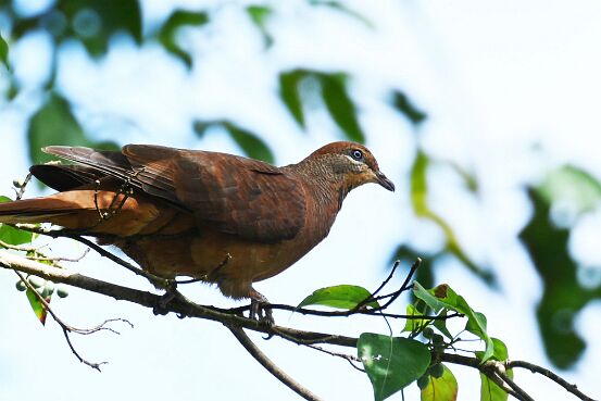 Cuckoo-Dove, Brown