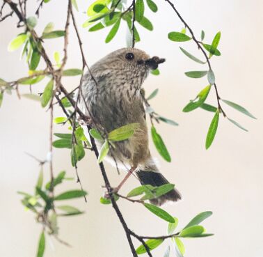 Thornbill, Brown