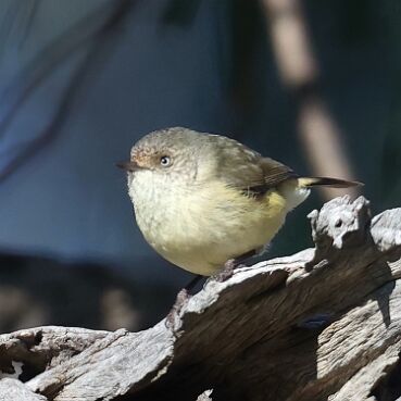Thornbill, Buff-rumped