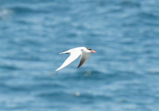 Tern, Caspian