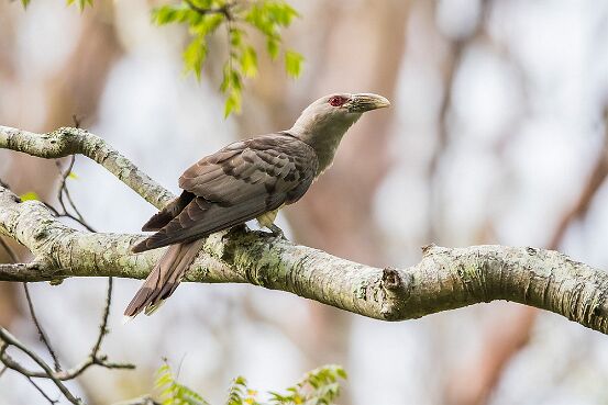 Cuckoo, Channel-billed