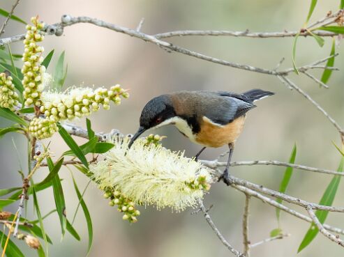 Spinebill, Eastern