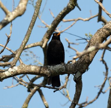 Blackbird, Eurasian