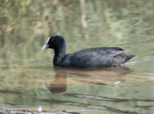 Coot, Eurasian