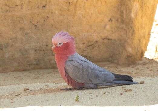 Galah