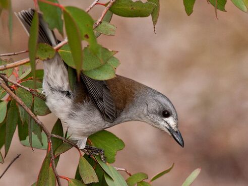 Shrikethrush, Gray