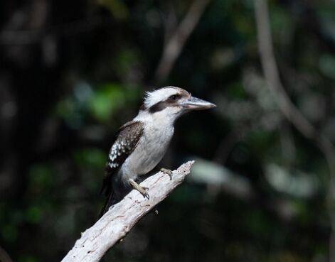 Kookaburra, Laughing