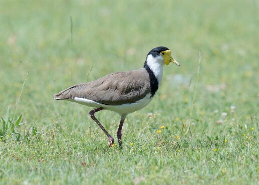 Lapwing, Masked