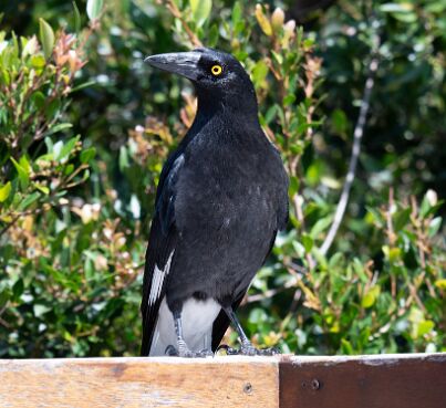 Currawong, Pied