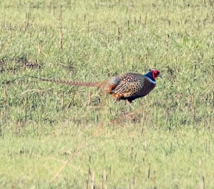 Ring-necked Pheasant