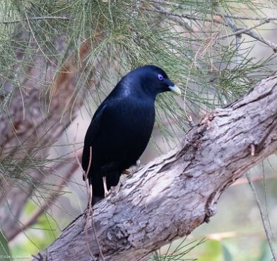 Bowerbird, Satin