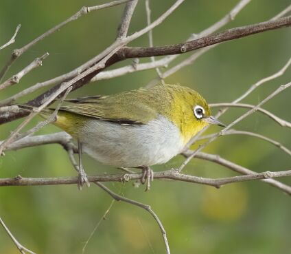Silvereye