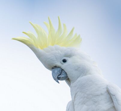 Cockatoo, Sulphur-crested