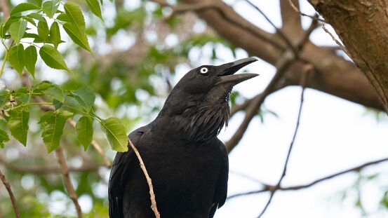 Raven, Australian