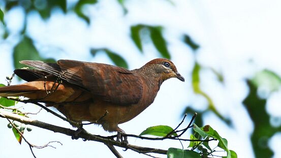 Cuckoo-Dove, Brown