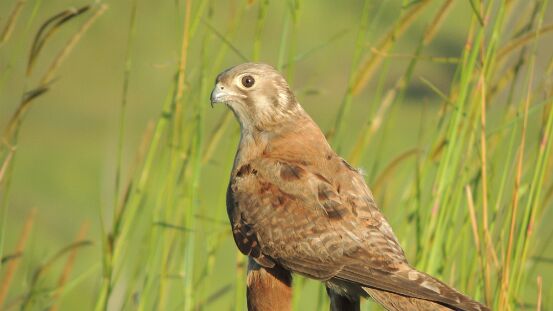 Falcon, Brown