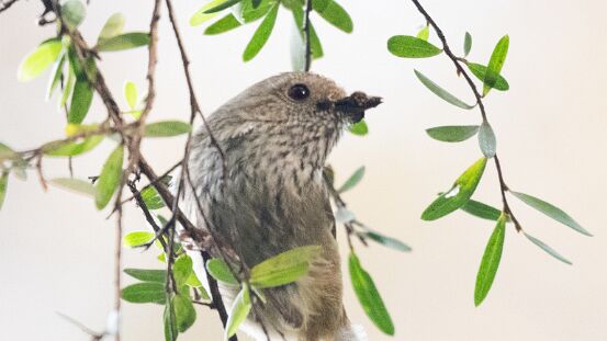 Thornbill, Brown