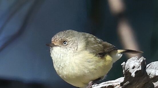 Thornbill, Buff-rumped