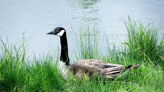 Goose, Canada