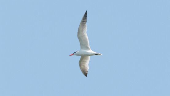 Tern, Caspian