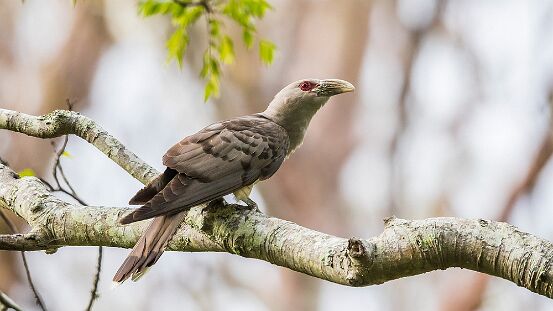 Cuckoo, Channel-billed