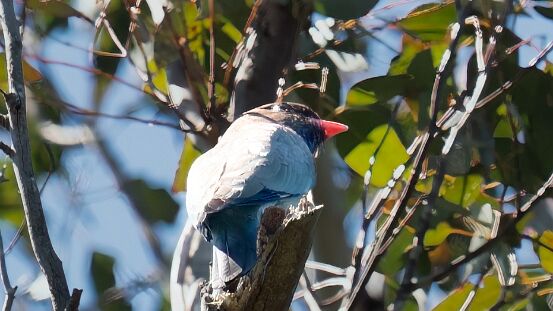 Dollarbird,