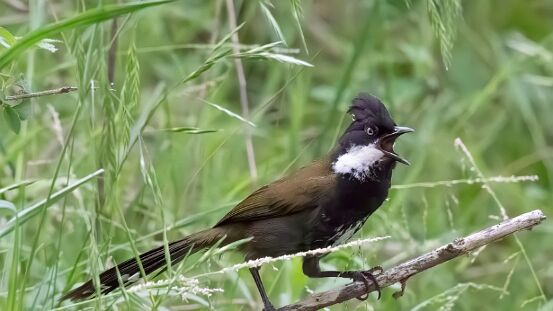 Whipbird, Eastern