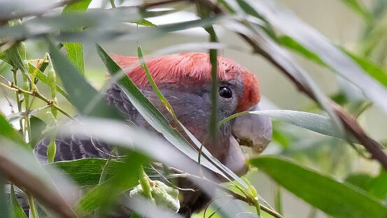 Cockatoo, Gang-gang