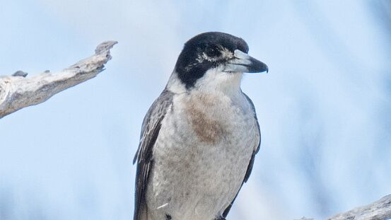 Butcherbird, Gray