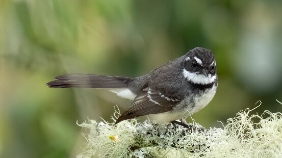 Fantail, Gray