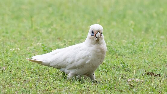 Corella, Little