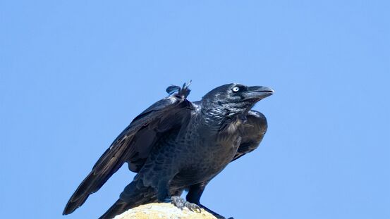 Raven, Little
