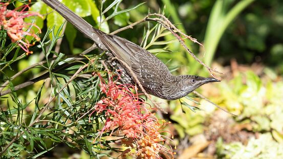 Wattlebird, Little
