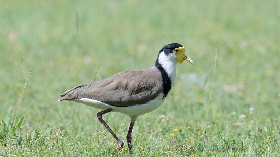Lapwing, Masked