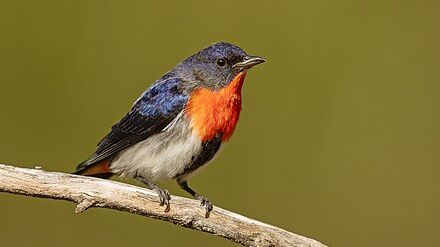 Mistletoebird,