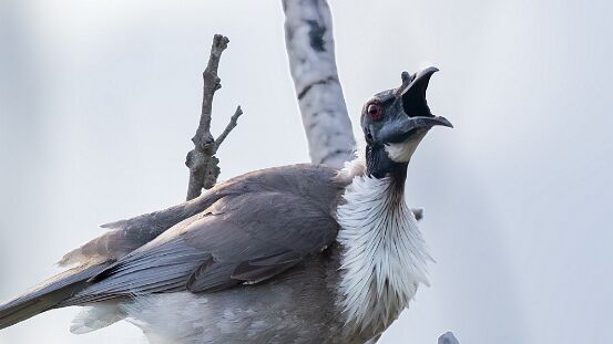 Friarbird, Noisy
