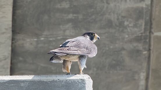 Falcon, Peregrine