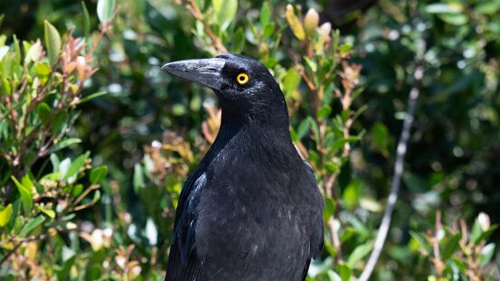 Currawong, Pied