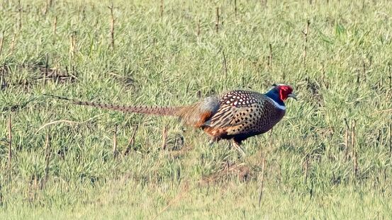 Pheasant, Ring-necked