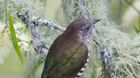 Bronze-Cuckoo, Shining