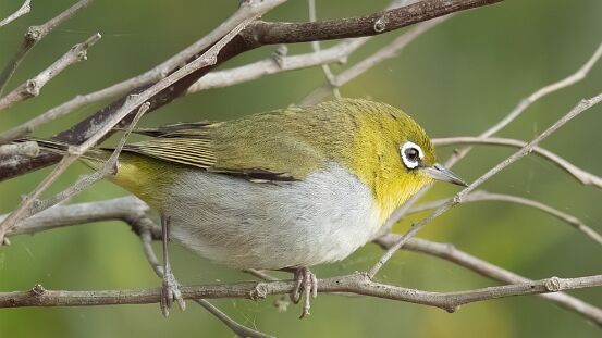 Silvereye,