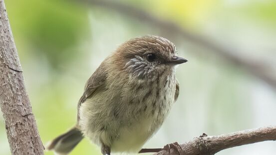 Thornbill, Striated