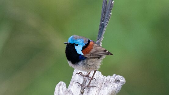 Fairywren, Variegated