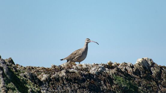 Whimbrel,