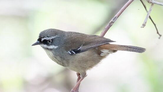 Scrubwren, White-browed