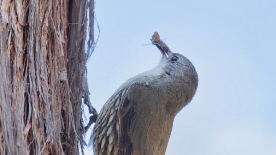 Treecreeper, White-throated