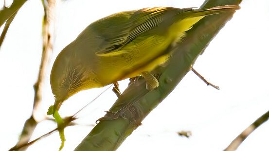 Thornbill, Yellow