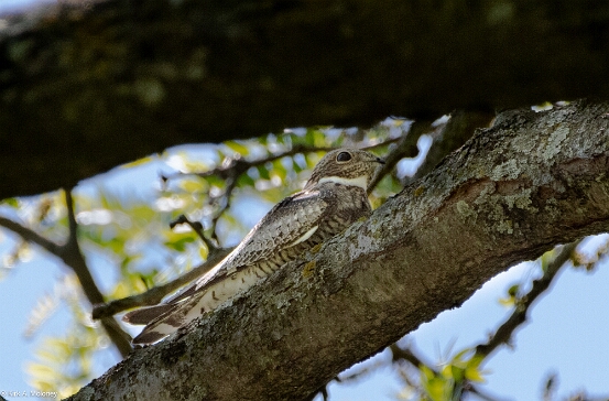 Nighthawk, Common