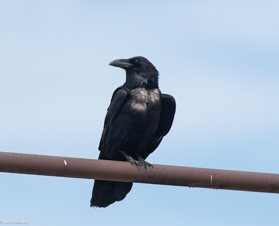 Raven, Common