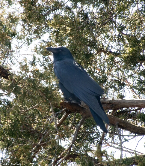 Crow, Fish